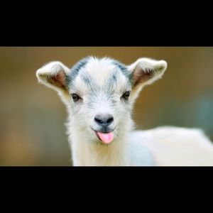 Meet your Posher, Ava